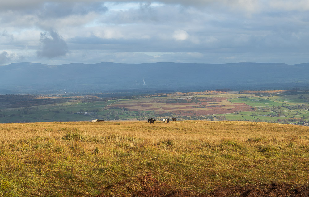 Fell Ponies Fell Ponies